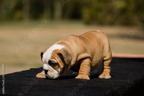 Cute French Bulldog Puppy