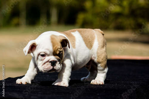 Cute French Bulldog Puppy