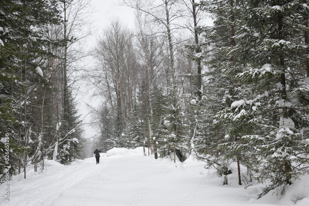 road in the winter forest, Nordic walking in the snow road in the winter forest, Nordic walking in the snow