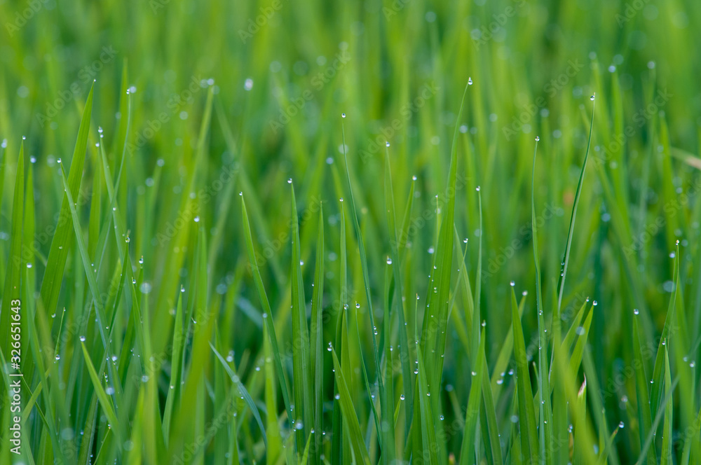 Rice plant , grass plant is abundant with fresh water droplets