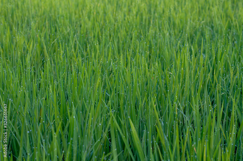 Rice plant , grass plant is abundant with fresh water droplets Rice plant , grass plant is abundant with fresh water droplets