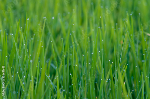 Rice plant , grass plant is abundant with fresh water droplets