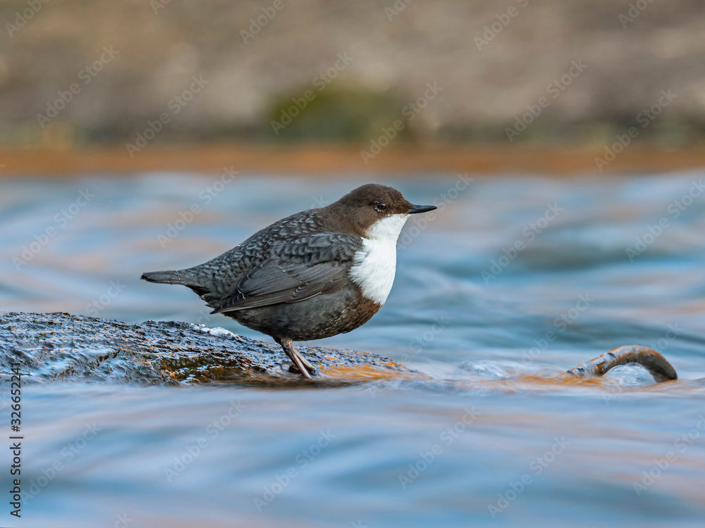 The white-throated dipper (Cinclus cinclus), also known as the European dipper or just dipper, is an aquatic passerine bird found in Europe. The white-throated dipper (Cinclus cinclus), also known as the European dipper or just dipper, is an aquatic passerine bird found in Europe.
