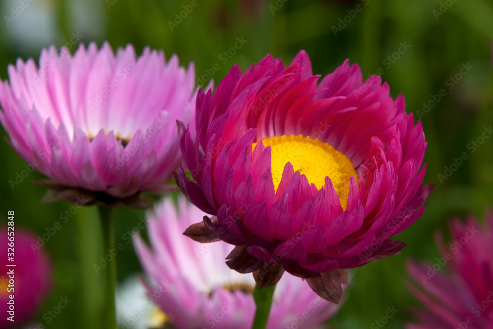 Fototapeta premium Sydney Australia, close-up of flowering helipterum or everlasting daisies