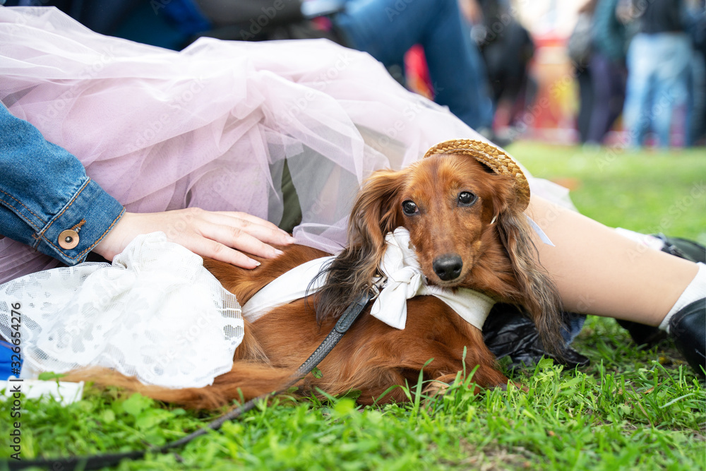 Cute ginger long-hairded doxie in white dress and pretty straw hat lies close to owner, woman in transparent pale pink skirt. Costume parade or procession. Outdoors, green park background.
