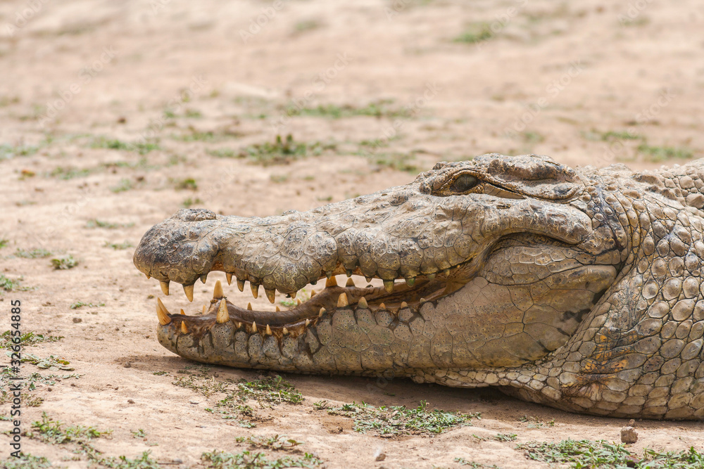 Fototapeta premium Close-up profile of an african crocodile head (crocodylus succhus) which is considered as sacred in Bazoulé, Burkina Faso, West Africa.