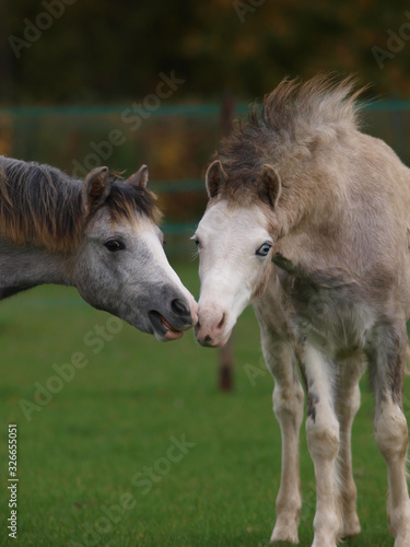 Two Young Ponies