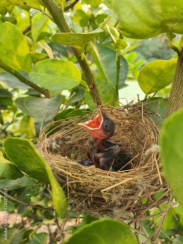 Two small black birds, living in a bird's nest made of grass on a green leaf in the garden.Baby birds  waiting on their mother