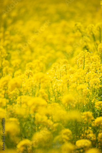 菜の花12
