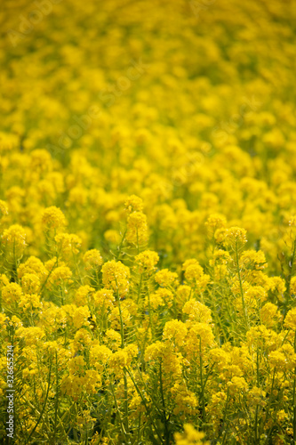 菜の花9