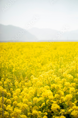 菜の花8
