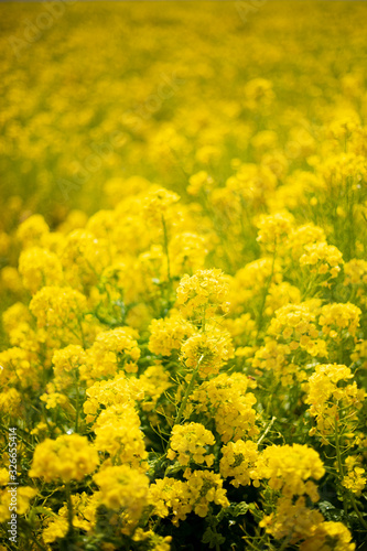 菜の花4