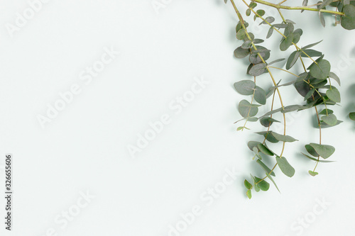 Eucalyptus branches on a blue pastel background. Place for text.