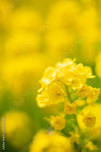 菜の花1