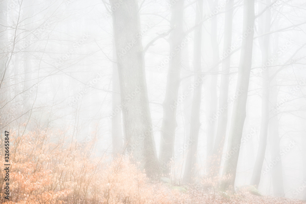 Obraz premium Trees in misty forest, Sweden.