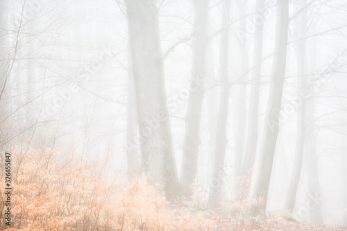 Trees in misty forest, Sweden.