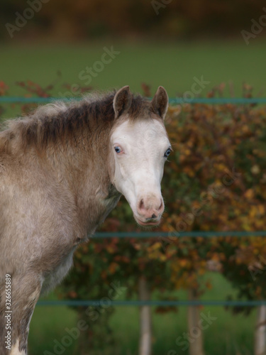 Fototapeta Naklejka Na Ścianę i Meble -  Blue Eyed Pony Headshot