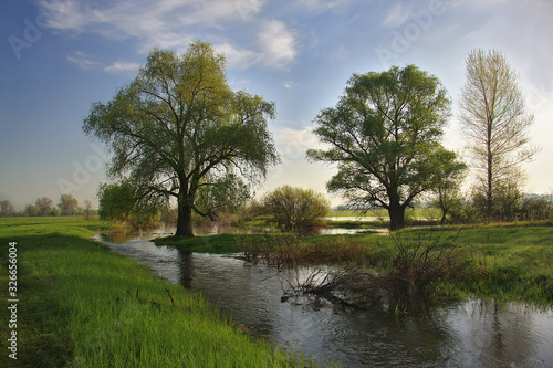 Spring landscape with trees standing in the water. Spring flood