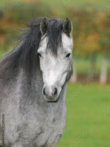 Grey Pony Headshot