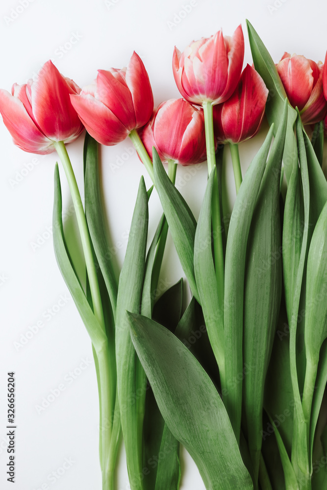 Spring flowers, pink tulips on a white background Spring flowers, pink tulips on a white background