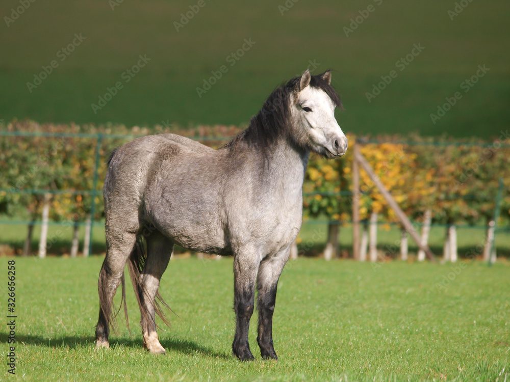 Pretty Welsh Pony Pretty Welsh Pony