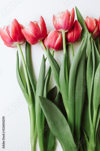 Spring flowers  pink tulips on a white background