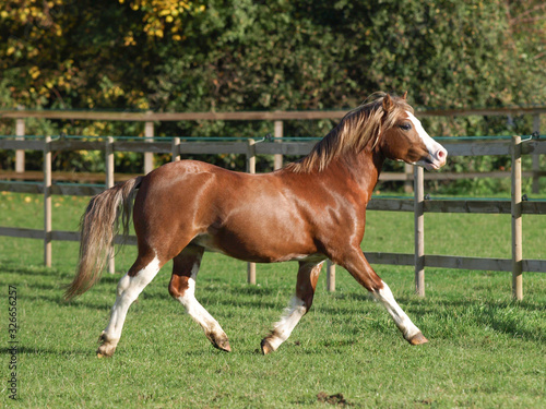 Welsh Pony At Liberty
