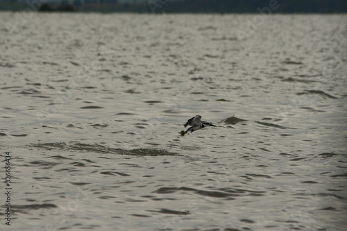 Pied Kingfisher in Tanzania, Lake Victoria
