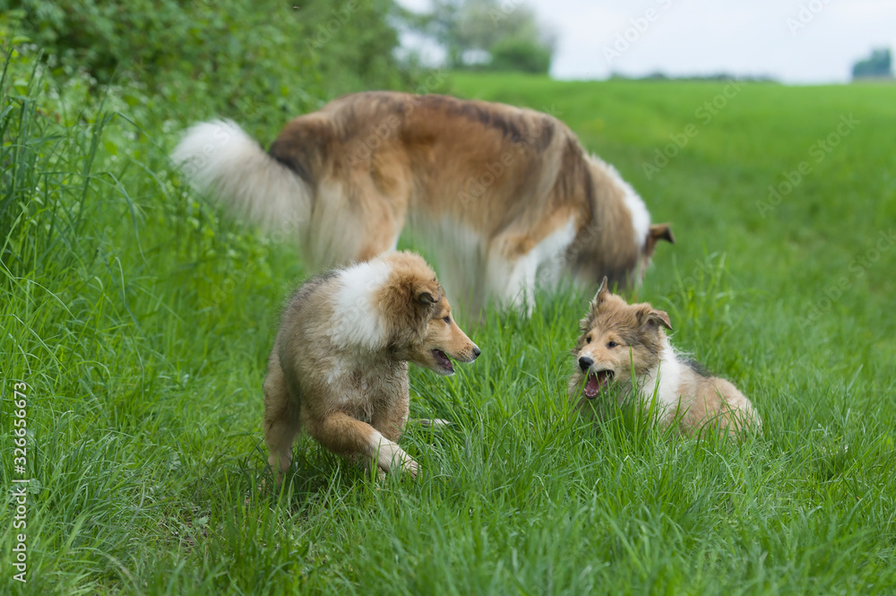 Fototapeta premium Collie