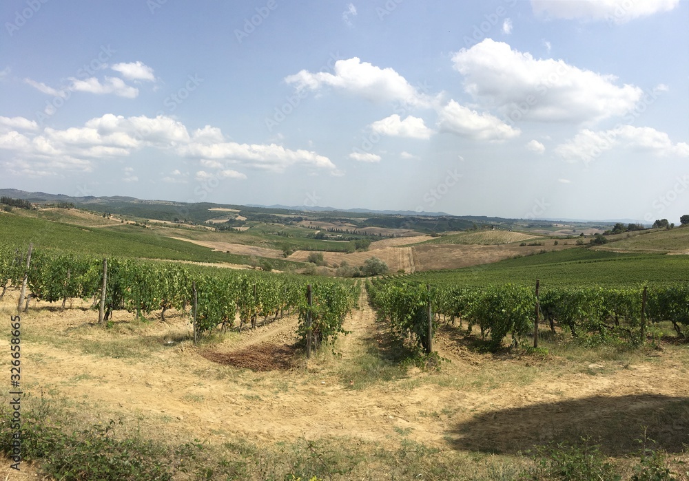 Fototapeta premium Vinado de toscana
