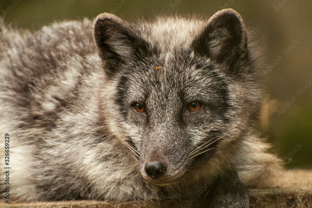 Polarfuchs Polarfuchs