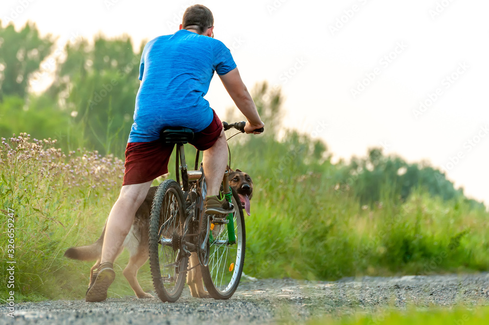 Obraz premium View on a dog and a man on a bike while training a german shepherd dog