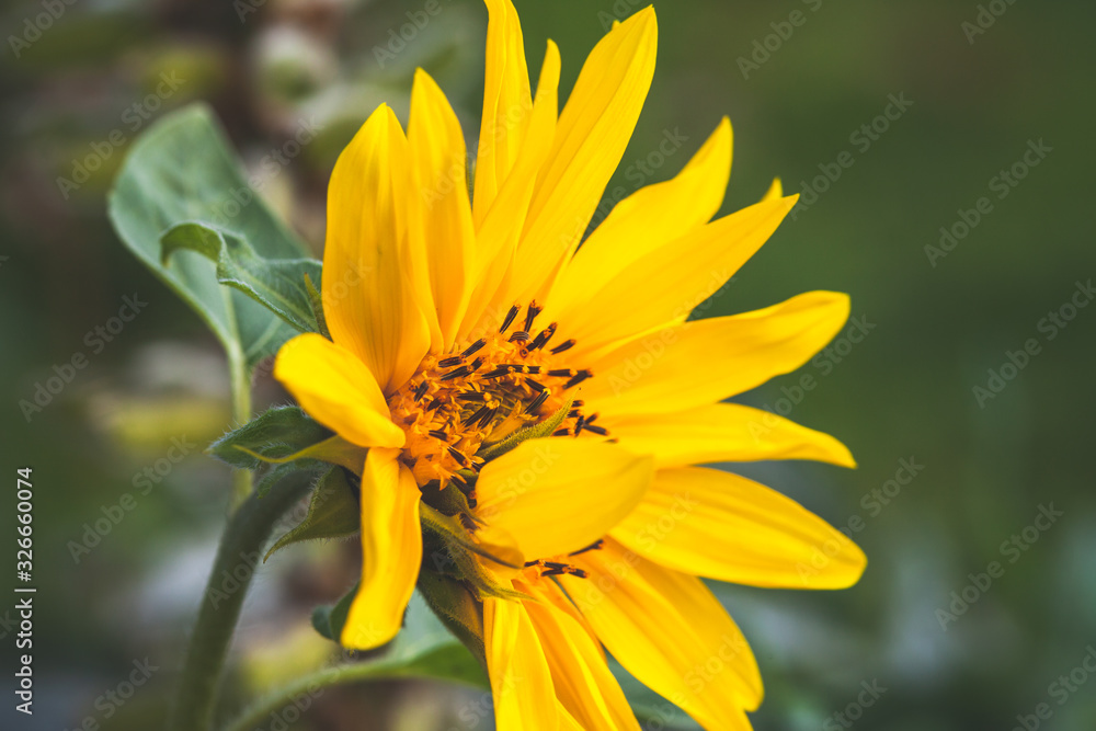 Sunflower in a garden, natural close up photo Sunflower in a garden, natural close up photo