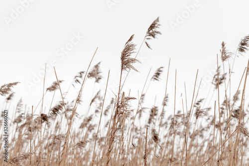 Dry coastal reed in winter under overcast gray sky photo