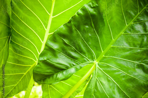 Tropical plant fresh green leaves background