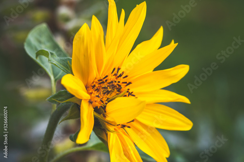 Sunflower in a garden  natural close up photo