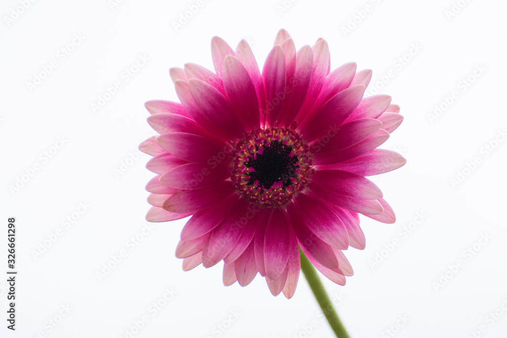 Gerbera Gerbera