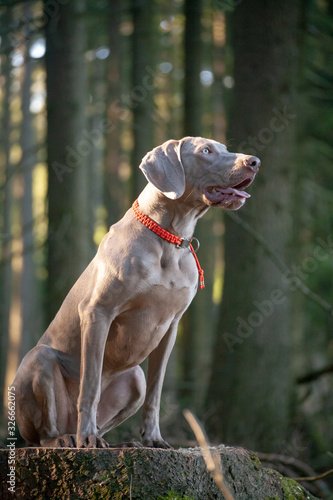 weimaraner kurzhaar im jagdrevier mit signalhalsband