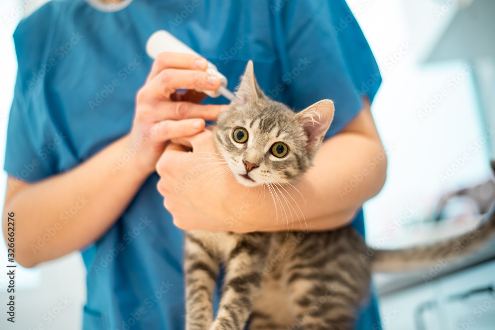 Female veterinarian doctor uses ear drops to treat a cat Female veterinarian doctor uses ear drops to treat a cat