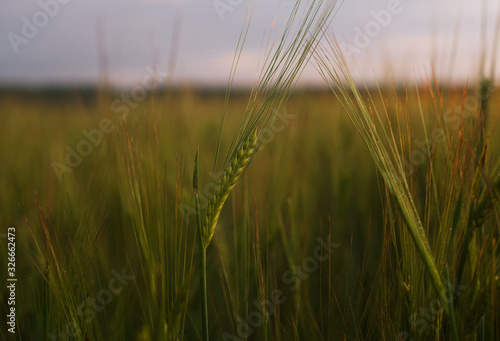 Barley ear on a fild at dawn
