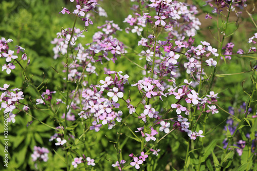 Pink flowers of Hesperis matronalis plant ,common names dame's rocket, dame's-wort, dame's gilliflower, night-scented gilliflower, summer lilac. Dame's rocket in the spring, sunny garden.