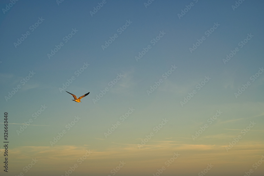 Eine Möwe Seagull Vogel beim Sonnenuntergang am Strand von Florida, Wellen im Hintergrund