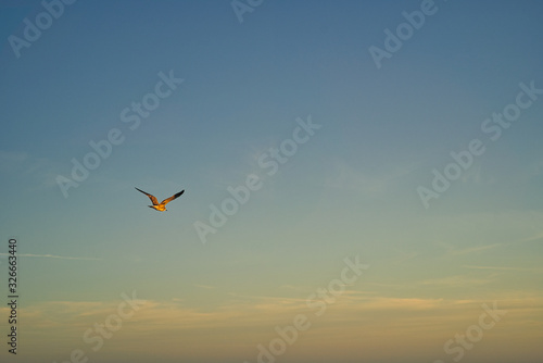 Eine Möwe Seagull Vogel beim Sonnenuntergang am Strand von Florida, Wellen im Hintergrund