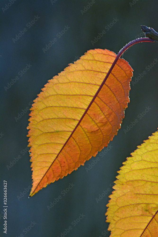 Obraz premium gelbe blätter