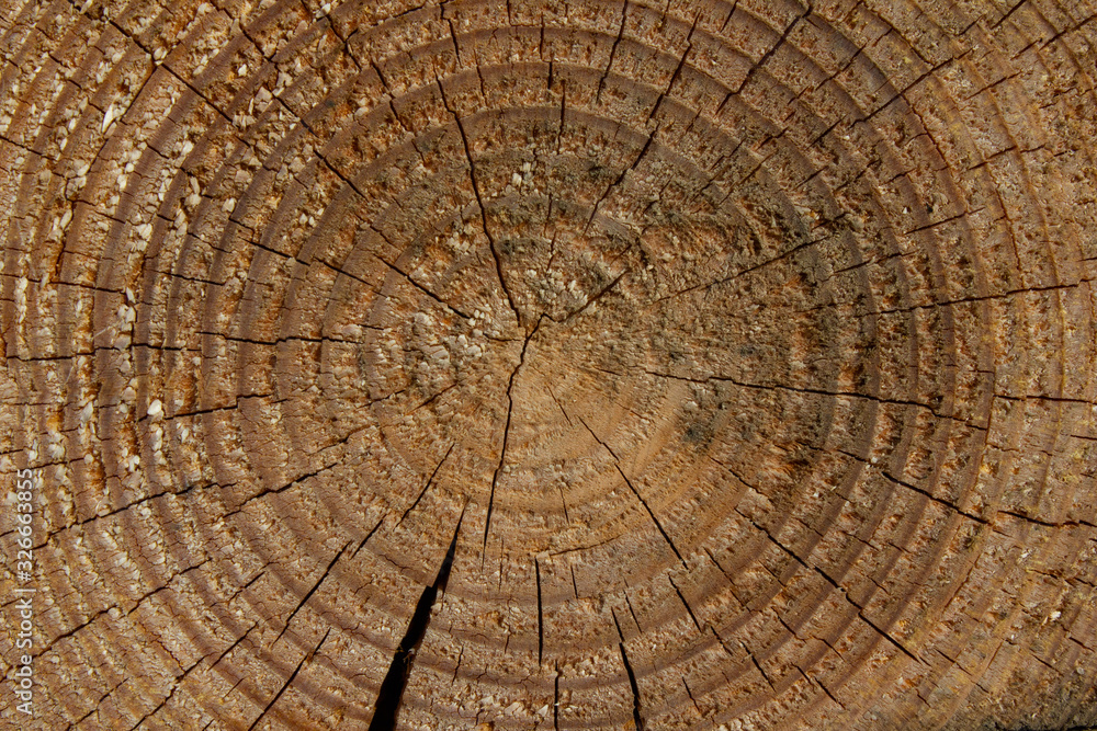 Naklejka premium Brown Pine tree texture. Rough growth rings with cracks