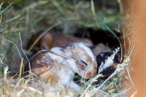little rabbit sleep in the nest