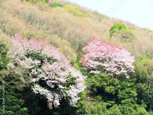 山桜　春　日本の田舎 photo