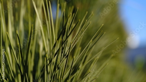  Needles on a pine branch