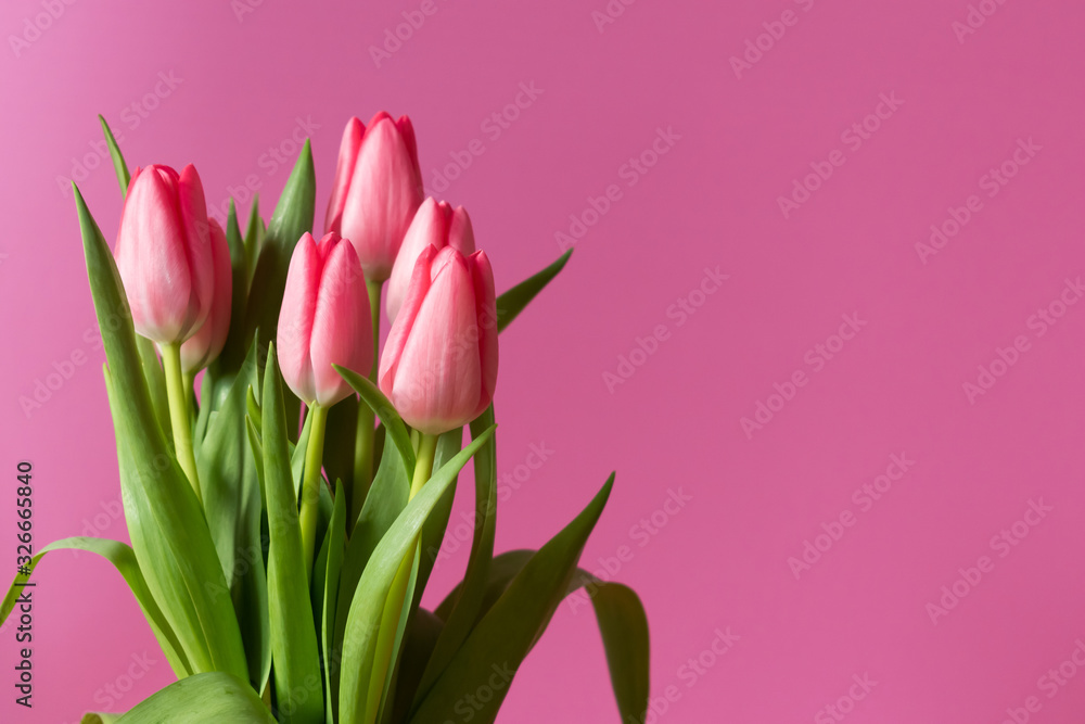 Fresh pink tulip bouquet under natural light in blossom against a pink background Fresh pink tulip bouquet under natural light in blossom against a pink background