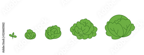Cabbage plant. Growth stages. Ripening period. The life cycle of the Brassica. Contour green line vector infographic. Animation progression development.